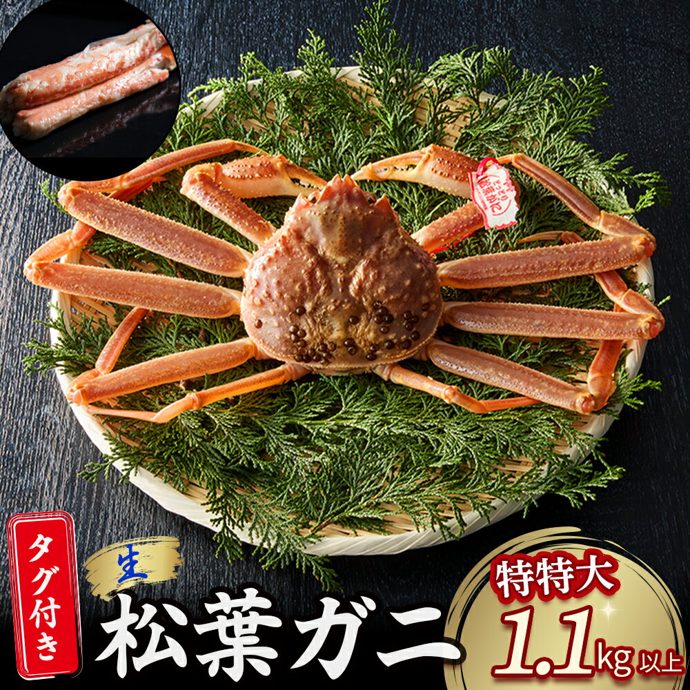 [魚倉]タグ 付き 生 松葉ガニ (特特大1,100g以上) ズワイガニ 松葉蟹 カニ かに かにしゃぶ [11月から3月発送予定]