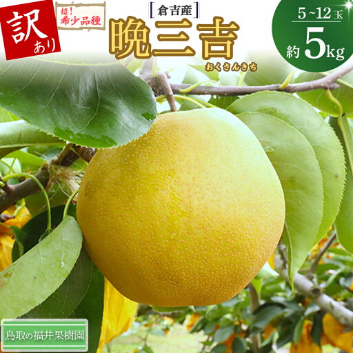 【ふるさと納税】【希少梨】訳あり 晩三吉 5kg(5〜12玉) 倉吉産 福井果樹園 おくさんきち 梨 なし ナシ ブランド梨 冬梨 希少品種 果物 フルーツ 和梨 数量限定 【ふるさと納税】【希少梨】訳あり 晩三吉 5kg(5〜12玉) 倉吉産 福井果樹園 おくさんきち 梨 なし ナシ ブランド梨 冬梨 希少品種 果物 フルーツ 和梨 数量限定