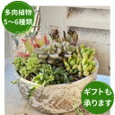 【ふるさと納税】多肉植物 の 寄せ植え L 【Le Ciel】 お楽しみ おまかせ お任せ 5種類～6種類 花 観葉植物 誕生日 記念日 贈り物 プレゼント 母の日 父の日 敬老の日 セット 鉢