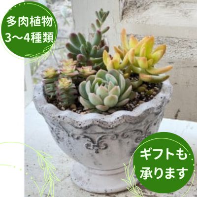 【ふるさと納税】多肉植物 の 寄せ植え M 【Le Ciel】 お楽しみ お任せ 3種類～4種類 花 誕生日 記念日 贈り物 プレゼント 母の日 父の日 敬老の日 セット 鉢