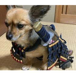 【ふるさと納税】ワンワン 甲冑 犬用 コスチューム 画像1
