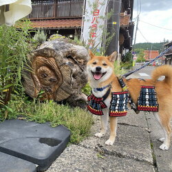 【ふるさと納税】ワンワン 甲冑 犬用 コスチューム 画像2