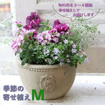 【ふるさと納税】季節 の 寄せ植え M 【Le Ciel】 お楽しみ 花 誕生日 記念日 贈り物 プレゼント