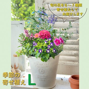 【ふるさと納税】季節 の 寄せ植え L 【Le Ciel】 お楽しみ 花 誕生日 記念日 贈り物 プレゼント