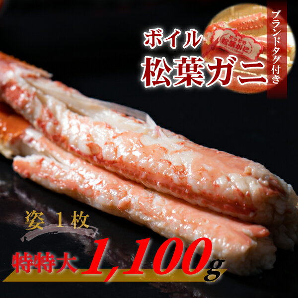 【先行予約】【魚倉】 タグ付き ボイル 松葉ガニ （特特大 1,100g以上） ズワイガニ 松葉蟹 カニ かに かにしゃぶ 【11月から3月発送予定】 早期受付 先行予約