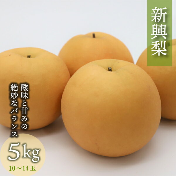 【ふるさと納税】先行予約 新興梨 【 鳥取県 産】 5kg （生橋農園） 梨 ナシ なし フルーツ 果物 大玉 赤梨のサムネイル