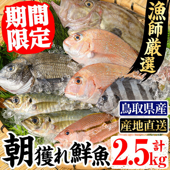 [期間限定][4月上旬〜10月末頃発送予定]朝獲れ鮮魚ボックス「美保湾の恵み」(計2.5kg以上) 国産 魚 海鮮 新鮮 鮮魚 海の幸 産地直送 朝獲れ お刺身 焼魚 煮つけ セット 詰合わせ 冷蔵 海鮮ボックス[sm-BE004][川口商店]