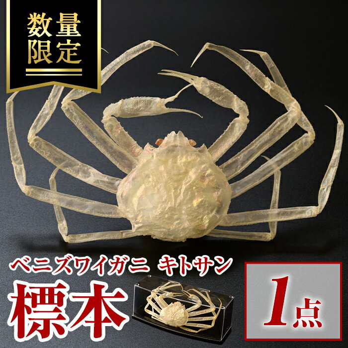 【ふるさと納税】＜数量限定＞ベニズワイガニ キトサン 標本(1点) ベニズワイガニ キトサン 標本 丸ごと1匹 オブジェ インテリア【sm-BR001】【甲陽ケミカル】