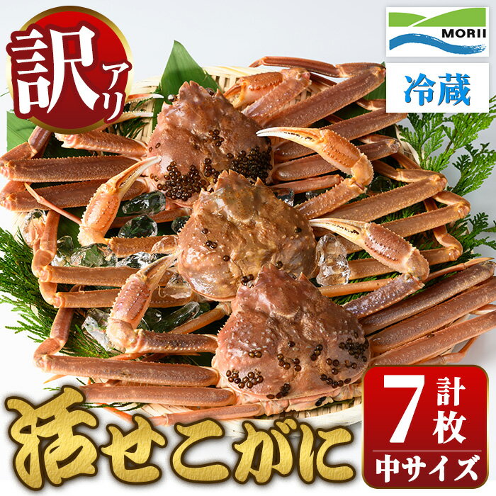 【ふるさと納税】＜先行予約受付中！11月中旬～12月上旬発送予定＞＜訳あり・足欠け＞鳥取県産活せこがに(中サイズ・7枚) 訳アリ 国産 魚介 海鮮 カニ かに 蟹 セコガニ セコ蟹 セコカニ 鍋 冷蔵 【sm-AM005】【モリイ食品】