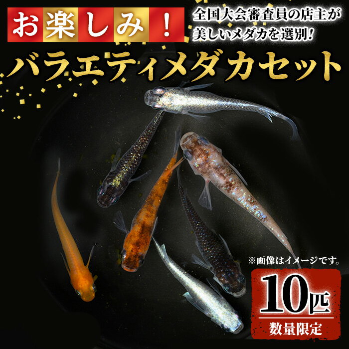 [数量限定]お楽しみ!バラエティメダカセット(10匹) メダカ 改良メダカ 選別 美しい 生き物 生体 メダカ めだか お魚 魚 観賞魚 ペット 飼育[sm-CI002][あらしまやメダカ]