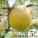 【ふるさと納税】<先行予約受付中!11月上旬~12月下旬発送予定><数量限定>こばやし農園王秋梨(計5kg・5~14玉) ジューシー 完熟 なし ナシ 果物 くだもの フルーツ 旬 【sm-CK003】【こばやし農園】