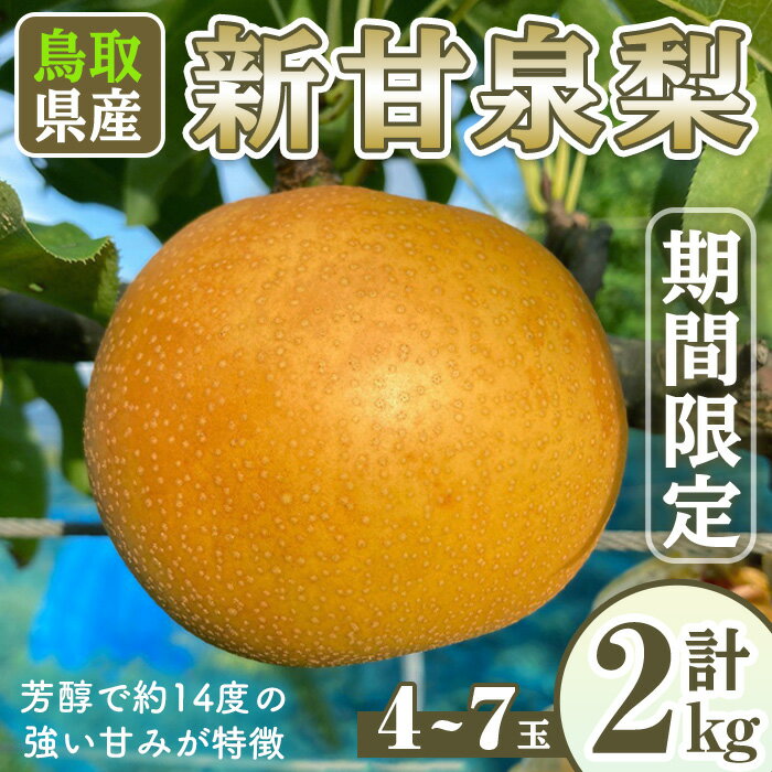 [先行予約受付中!8月下旬〜10月下旬発送予定][数量限定]こばやし農園新甘泉梨(計2kg・4〜7玉) なし ナシ 果物 くだもの フルーツ 旬 [sm-CK005][こばやし農園]