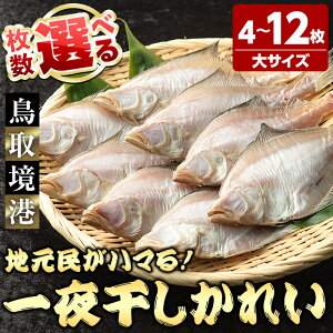 【ふるさと納税】<選べる>一夜干しかれい 大サイズ!(4~12枚) 国産 魚介 干物 干し物 海の幸 エテカレイ 冷凍 おかず おつまみ 【sm-DG005】【木村鮮魚店】