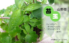 【ふるさと納税】苔玉(1点もの)レンギョウ ダイモンジソウ ヤシャゼンマイほか |鳥取県 岩美町 山野草 ガーデニング 苔 こけ【77006】