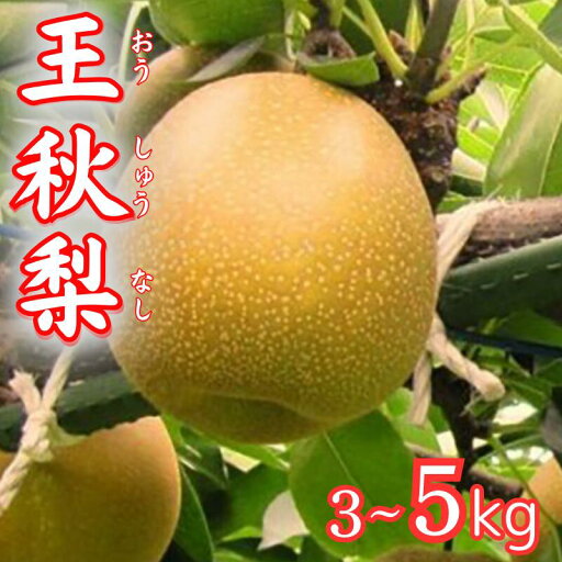 【ふるさと納税】【先行予約】王秋梨 3~5kg|鳥取 梨 なし フルーツ 果物 【ふるさと納税】【先行予約】王秋梨 3~5kg|鳥取 梨 なし フルーツ 果物