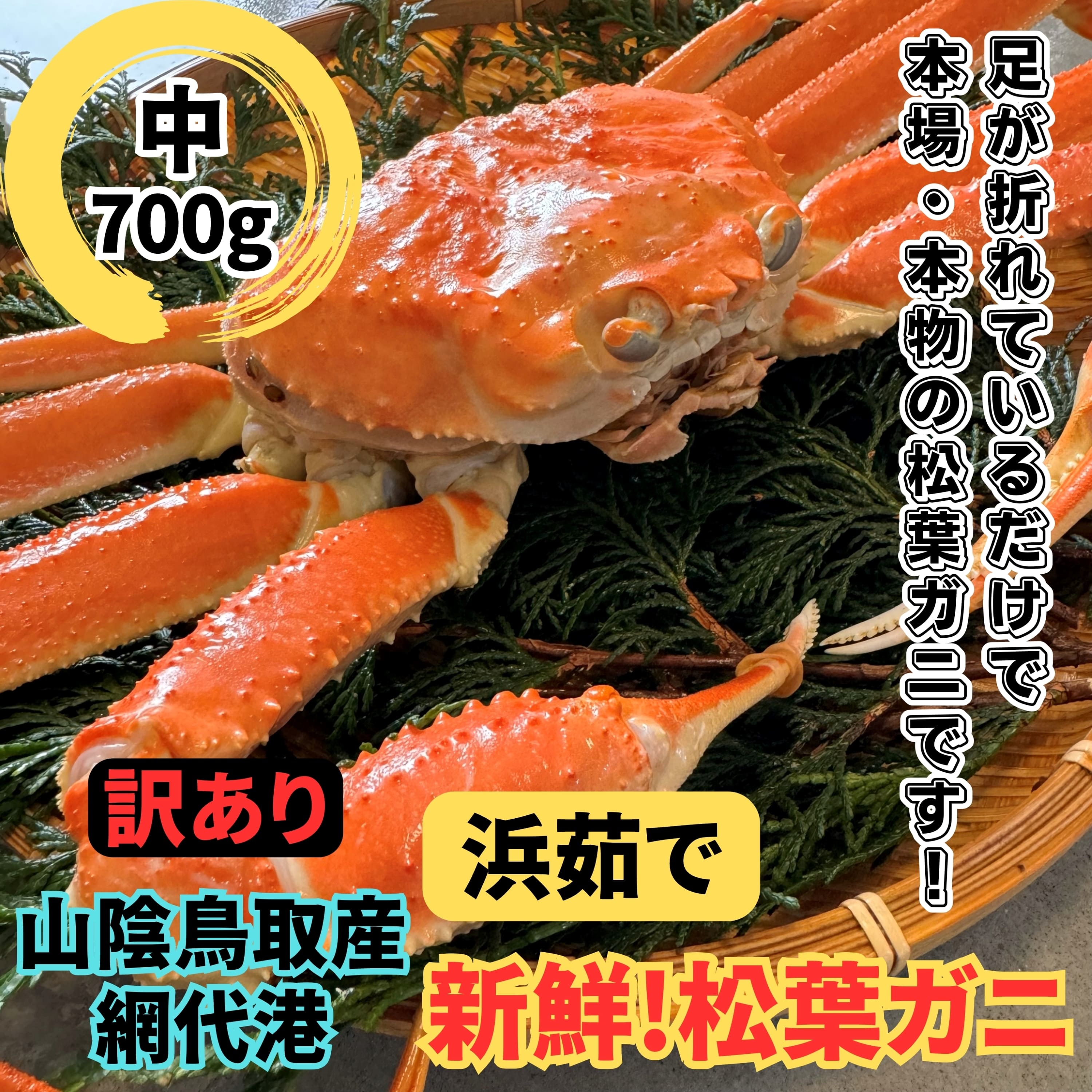 【ふるさと納税】【訳あり】浜茹で!松葉ガニ(中)700g 11月以降順次発送【さかなや新鮮組】鳥取網代港|鳥取県 岩美町 蟹 かに カニ 松葉がに ズワイガニ ...