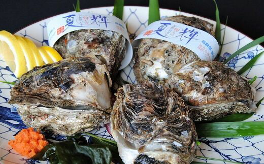 【ふるさと納税】夏輝（岩ガキ）｜鳥取県 岩美町 岩ガキ 岩牡蠣 牡蠣 ブランド牡蠣 新鮮 海鮮 天然 かき セット 冷蔵 旬【21004】