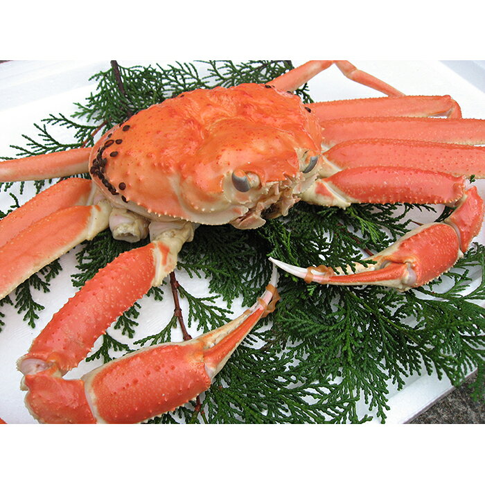 【ふるさと納税】【訳あり】浜茹で！松葉ガニ（大）800g 鳥取網代港【さかなや新鮮組】｜鳥取県 岩美町 蟹 かに カニ 松葉がに ズワイガニ ボイル 冷蔵 ※お届けは2026年11月中旬～【22021】 f313025-iwami-10000319 鳥取県岩美町 サンプル画像2