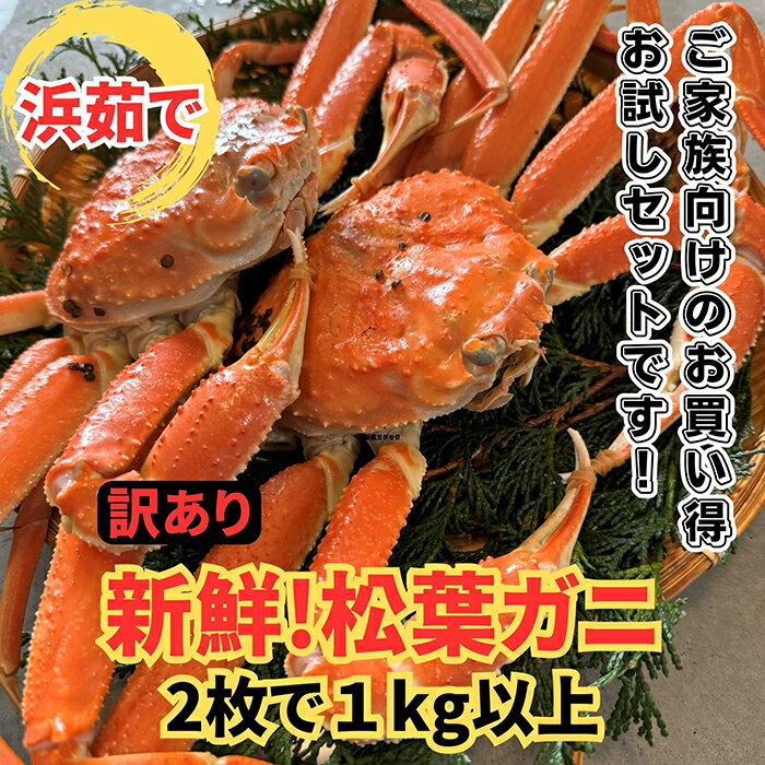 29位! 口コミ数「0件」評価「0」【22025】鳥取網代港【訳あり】浜茹で！松葉ガニ1kgセット【さかなや新鮮組】