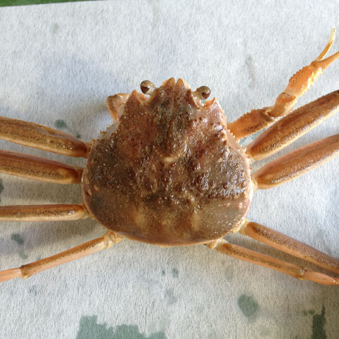 【ふるさと納税】200-2.【魚倉】セコガニ(親ガニ、せいこがに) 生 不揃いサイズ 訳あり たっぷり1kgセット