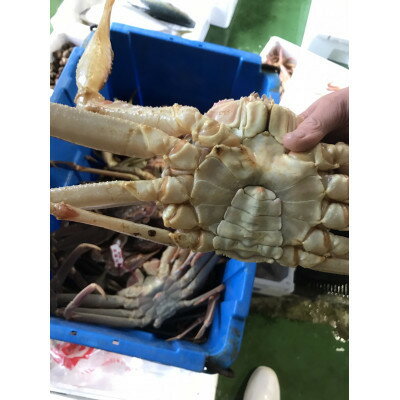【ふるさと納税】鳥取県産 活 松葉ガニ訳あり! 700g以上×2枚セット【配送不可地域:離島・北海道・沖縄県・東北・関東・信越、北陸・東海・九州】【1536360】
