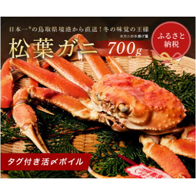 【蟹セレブ】タグ付き活〆ボイル・松葉がに(中・700g前後)【配送不可地域：離島・北海道・沖縄県・東北・関東・信越、北陸・東海・九州】【1543632】