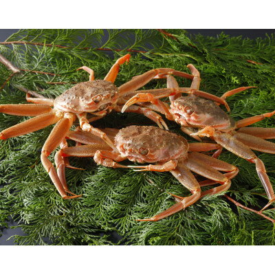 【ふるさと納税】【先行予約】鳥取県産 活 親がに(セコガニ)200～230g×3杯 2026年11月 ...