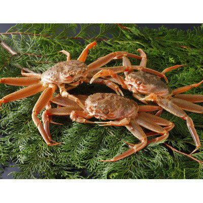 [先行予約]鳥取県産 活 親がに(セコガニ)200〜230g×3杯 2025年12月発送[配送不可地域:離島・北海道・沖縄県・東北・信越、北陸]