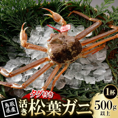 【ふるさと納税】【先行予約】鳥取県産 タグ付き 活 松葉がに 500g×1杯(中村商店)2026年11月発送【配送不可地域：離島・北海道・沖縄県・東北・信越、北陸】【1653916】