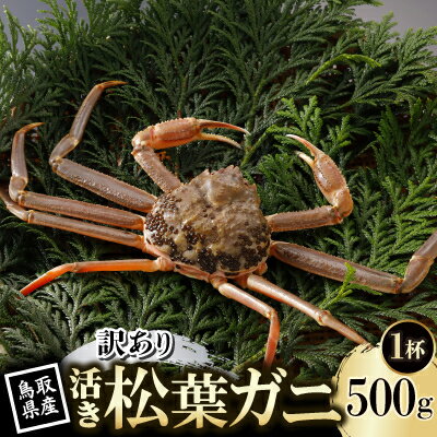 【ふるさと納税】【先行予約】鳥取県産 訳あり 活 松葉がに 500g×1杯(中村商店)2026年11月発送【配送不可地域：離島・北海道・沖縄県・東北・信越、北陸】【1653972】
