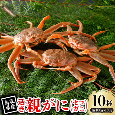 【ふるさと納税】【先行予約】鳥取県産 活 親がに(セコガニ)100～130g×10杯 2026年11月発送【配送不可地域：離島・北海道・沖縄県・東北・信越、北陸】【1654001】