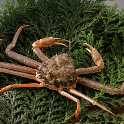 【ふるさと納税】【先行予約】鳥取県産 訳あり 活 松葉がに 900g×1杯(中村商店)2026年1月末より順次発送【配送不可地域：離島・北海道・沖縄県・東北・信越、北陸】【1692909】