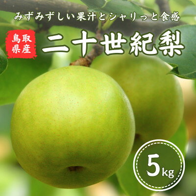 名称 鳥取県産　二十世紀梨　5kg 保存方法 常温 発送時期 2026/09/01～2026/09/18 提供元 鳥取協同青果株式会社 配達外のエリア なし お礼品の特徴 鳥取県を代表する特産品「二十世紀梨」を産地直送でお届けします。 鳥取県産二十世紀梨は、みずみずしい果汁とシャリっとした食感、爽やかな甘みが特徴の人気品種。 昼夜の寒暖差が大きい鳥取の自然環境で丁寧に育てられた梨は、ほどよい酸味と上品な甘さのバランスが絶妙です。 全国有数の梨の産地・鳥取県で育った二十世紀梨は、贈答用やお取り寄せとしても高い人気を誇ります。 秋の味覚として、ご家庭用はもちろん、お歳暮やギフトにもおすすめです。 鳥取自慢の二十世紀梨を、産地ならではの新鮮な状態でお届けします。 ■お礼品の内容について ・二十世紀梨[5kg] 　　原産地:鳥取県産 　　賞味期限:発送日から20日 ・ふるさと納税よくある質問はこちら ・寄附申込みのキャンセル、返礼品の変更・返品はできません。あらかじめご了承ください。 【関連キーワード】 季節のご挨拶に お正月 賀正 新年 新春 初売り 年賀 成人式 成人祝 節分 バレンタイン ひな祭り ホワイトデー 卒業式 卒業祝い 入学祝 お花見 ゴールデンウィーク GW こどもの日 端午の節句 お母さん ママ 母の日 お父さん パパ 父の日 七夕 初盆 お盆 お中元 御中元 中元 お彼岸 残暑御見舞 残暑見舞い 敬老の日 おじいちゃん 祖父 おばあちゃん 祖母 寒中お見舞い クリスマス お歳暮 御歳暮 ギフト プレゼント 贈り物 セット 日常の贈り物に お見舞い 退院祝い 全快祝い 快気祝い 快気内祝い ご挨拶 ごあいさつ 引っ越しご挨拶 引越しご挨拶 お宮参り御祝 合格祝い 進学内祝い 成人式 御成人御祝 卒業記念品 卒業祝い 御卒業御祝 入学祝い 入学内祝い 小学校 中学校 高校 大学 就職祝い 社会人 幼稚園 入園内祝い 御入園御祝 お祝い 御祝い 内祝い 金婚式御祝 銀婚式御祝 御結婚お祝い ご結婚御祝い 御結婚御祝 結婚祝い 結婚内祝い 結婚式 引き出物 引出物 引き菓子 御出産御祝 ご出産御祝い 出産御祝 出産祝い 出産内祝い 御新築祝 新築御祝 新築内祝い 祝御新築 祝御誕生日 バースデー バースデイ バースディ 七五三御祝 753 初節句御祝 節句 昇進祝い 昇格祝い 就任 お供え 法事 供養 法人・企業様に 開店祝い 開店お祝い 開業祝い 周年記念 異動 栄転 転勤 退職 定年退職 挨拶回り 転職 お餞別 贈答品 景品 コンペ 粗品 手土産 寸志 歓迎 新歓 送迎 歓送迎 新年会 二次会 忘年会 記念品 関連キーワード 楽天ふるさと納税 ふるさと納税 ふるさと 39ショップ買いまわり 39ショップ キャンペーン 買いまわり 買い回り 買い周り お買い物マラソン マラソンセール SS 楽天スーパーセール スーパーセール スーパーSALE SS スーパーセール 人気 ランキング コロナ コロナ支援 お試し 贈答 贈答用 国産 年内 送料無料