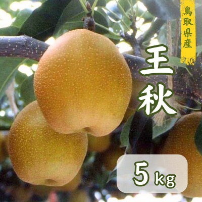 鳥取県産 王秋梨 5kg【1748590】