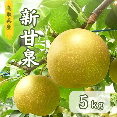 名称 鳥取県産　新甘泉梨　5kg 保存方法 常温 発送時期 2026/08/20～2026/09/08 提供元 鳥取協同青果株式会社 配達外のエリア なし お礼品の特徴 鳥取県産「新甘泉(しんかんせん)」を産地直送でお届けします。 新甘泉は、鳥取県オリジナル品種として誕生した人気の赤梨で、強い甘みとみずみずしい果肉が特徴です。 糖度が高く、シャリっとした食感と豊かな果汁を楽しめることから、全国的にも注目を集めています。 昼夜の寒暖差が大きい鳥取県の自然環境で丁寧に育てられた新甘泉は、ひと口食べると上品な甘さが口いっぱいに広がります。 酸味が少なく食べやすいため、お子さまから大人まで幅広く人気のある和梨です。 鳥取が誇る人気品種「新甘泉」を、ぜひご家庭でご堪能ください。 ■お礼品の内容について ・新甘泉梨[5kg] 　　原産地:鳥取県産 　　賞味期限:発送日から10日 ・ふるさと納税よくある質問はこちら ・寄附申込みのキャンセル、返礼品の変更・返品はできません。あらかじめご了承ください。 【関連キーワード】 季節のご挨拶に お正月 賀正 新年 新春 初売り 年賀 成人式 成人祝 節分 バレンタイン ひな祭り ホワイトデー 卒業式 卒業祝い 入学祝 お花見 ゴールデンウィーク GW こどもの日 端午の節句 お母さん ママ 母の日 お父さん パパ 父の日 七夕 初盆 お盆 お中元 御中元 中元 お彼岸 残暑御見舞 残暑見舞い 敬老の日 おじいちゃん 祖父 おばあちゃん 祖母 寒中お見舞い クリスマス お歳暮 御歳暮 ギフト プレゼント 贈り物 セット 日常の贈り物に お見舞い 退院祝い 全快祝い 快気祝い 快気内祝い ご挨拶 ごあいさつ 引っ越しご挨拶 引越しご挨拶 お宮参り御祝 合格祝い 進学内祝い 成人式 御成人御祝 卒業記念品 卒業祝い 御卒業御祝 入学祝い 入学内祝い 小学校 中学校 高校 大学 就職祝い 社会人 幼稚園 入園内祝い 御入園御祝 お祝い 御祝い 内祝い 金婚式御祝 銀婚式御祝 御結婚お祝い ご結婚御祝い 御結婚御祝 結婚祝い 結婚内祝い 結婚式 引き出物 引出物 引き菓子 御出産御祝 ご出産御祝い 出産御祝 出産祝い 出産内祝い 御新築祝 新築御祝 新築内祝い 祝御新築 祝御誕生日 バースデー バースデイ バースディ 七五三御祝 753 初節句御祝 節句 昇進祝い 昇格祝い 就任 お供え 法事 供養 法人・企業様に 開店祝い 開店お祝い 開業祝い 周年記念 異動 栄転 転勤 退職 定年退職 挨拶回り 転職 お餞別 贈答品 景品 コンペ 粗品 手土産 寸志 歓迎 新歓 送迎 歓送迎 新年会 二次会 忘年会 記念品 関連キーワード 楽天ふるさと納税 ふるさと納税 ふるさと 39ショップ買いまわり 39ショップ キャンペーン 買いまわり 買い回り 買い周り お買い物マラソン マラソンセール SS 楽天スーパーセール スーパーセール スーパーSALE SS スーパーセール 人気 ランキング コロナ コロナ支援 お試し 贈答 贈答用 国産 年内 送料無料