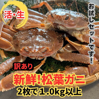 【ふるさと納税】【さかなや新鮮組】鳥取県産 訳あり 活松葉ガニ1.0kgセット ご家庭用 漁港直送【配送不可地域：離島・北海道・沖縄県・東北・信越、北陸】【1759402】