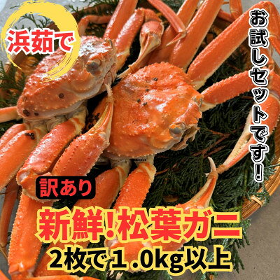 [さかなや新鮮組]鳥取県産 訳あり 浜茹で松葉ガニ1.0kgセット ご家庭用 漁港直送[配送不可地域:離島・北海道・沖縄県・東北・信越、北陸]