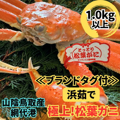 【ふるさと納税】【さかなや新鮮組】鳥取県産 ブランドタグ付き 浜茹で 極上松葉ガニ(1.0kg以上) 1枚【配送不可地域：離島・北海道・沖縄県・東北・信越、北陸】【1759411】