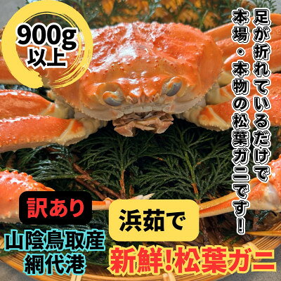 【ふるさと納税】【さかなや新鮮組】鳥取県産 訳あり 浜茹で松葉ガニ(900g以上) 1枚 漁港直送【配送不可地域：離島・北海道・沖縄県・東北・信越、北陸】【1759529】