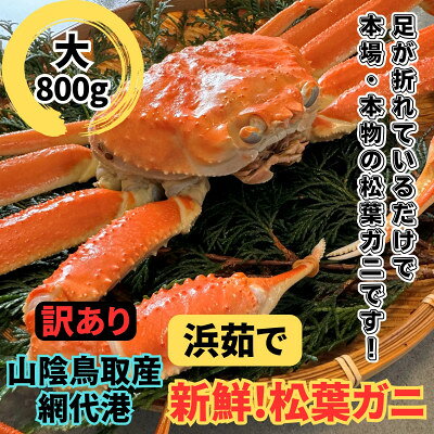 【ふるさと納税】【さかなや新鮮組】鳥取県産 訳あり 浜茹で松葉ガニ(大)800g以上 1枚 漁港直送【配送不可地域：離島・北海道・沖縄県・東北・信越、北陸】【1759535】