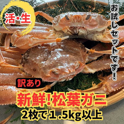 【ふるさと納税】【さかなや新鮮組】鳥取県産 訳あり 活 松葉ガニ1.5kgセット ご家庭用 漁港直送【配送不可地域：離島・北海道・沖縄県・東北・信越、北陸】【1759551】