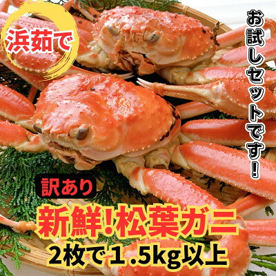 【ふるさと納税】【さかなや新鮮組】鳥取県産 訳あり 浜茹で 松葉ガニ1.5kgセット ご家庭用 漁港直送【配送不可地域：離島・北海道・沖縄県・東北・信越、北陸】【1759553】