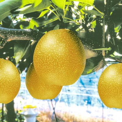 [期間限定]鳥取県産王秋梨「赤秀」5kg(6〜8玉入)
