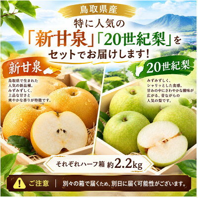 鳥取での梨 新甘泉 20世紀のセット品