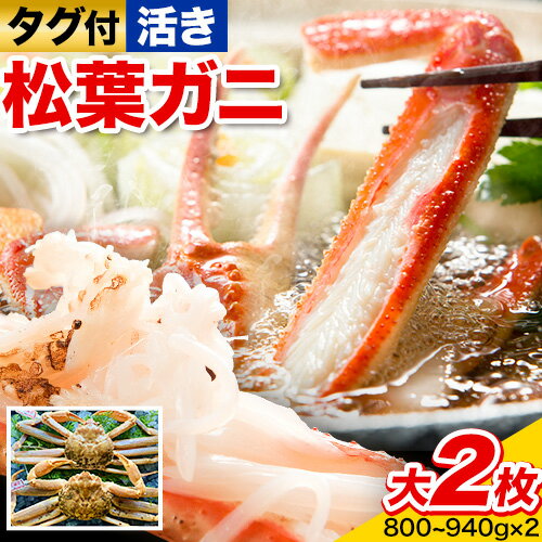 【ふるさと納税】【活き】タグ付き松葉ガニ 大2枚入り(1枚あたり800〜940g) 高間商店《11月中旬-3月下旬頃出荷》鳥取県 八頭町 送料無料 カニ 蟹 松葉ガニ タグ付き ブランド