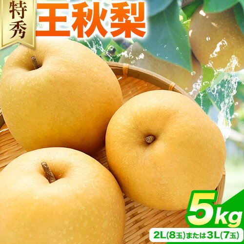 梨 王秋梨 ( 特秀 ) 5kg こおげフレンドセンター [11月中旬-12月上旬頃出荷] 鳥取県 八頭町 フルーツ 果物 なし 送料無料