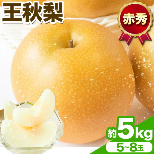 【ふるさと納税】【先行予約】王秋梨 赤秀 約5kg (5~8玉) JA鳥取いなば《2025年11月上旬-11月末頃出荷》鳥取県 八頭町 梨 なし ナシ 果物 フルーツ ふるさと納税 送料無料 王秋梨 果実 果汁 常温便