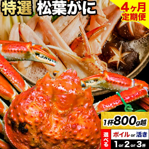 1位! 口コミ数「0件」評価「0」【4ヶ月定期】カニ 特選 松葉ガニ 計800g越え 選べる ボイルor活き 1杯 2杯 3杯 タグ付き《11月上旬-3月中旬頃出荷》鳥取県 ･･･ 