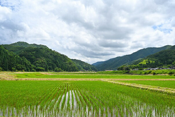 【ふるさと納税】令和3年産 新米「特選 三朝米きぬむすめ」（2kg×2袋）