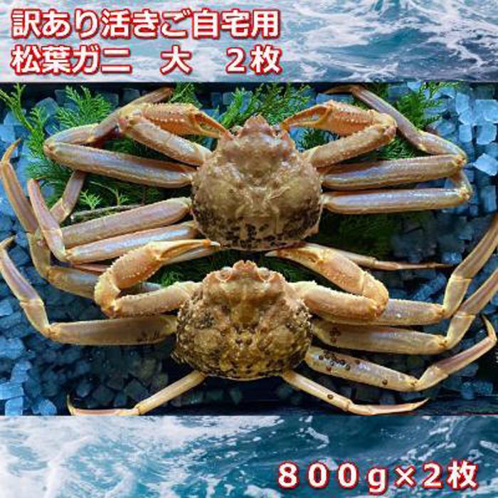 【ふるさと納税】【先行予約】訳あり活きご自宅用　松葉ガニ　大　2枚　1枚800～940g前後MK3 | 蟹 魚介類 水産 食品 人気 おすすめ 送料無料